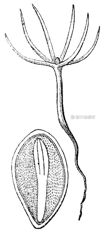 苏格兰松树种子胚和发芽苗- 19世纪